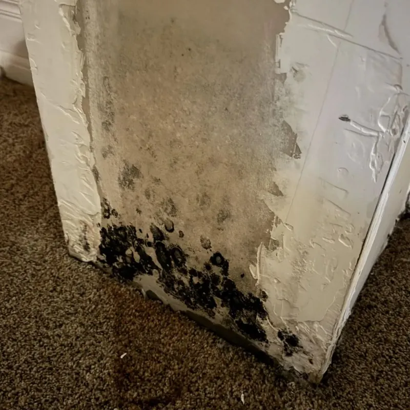 Professional Mold Removal in Marion County, WV
